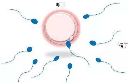 亲子鉴定