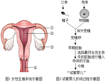 助孕代怀