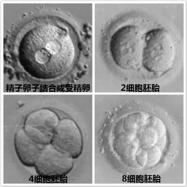亲子鉴定