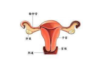 二胎试管婴儿